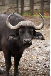 Whole Body Buffalo Animal photo references