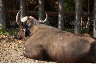 Buffalo poses