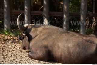 Buffalo poses