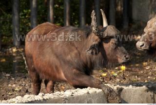 Buffalo poses