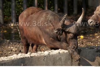 Buffalo poses