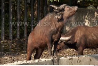 Buffalo poses