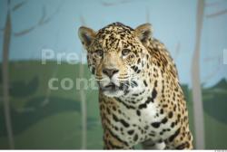 Head Jaguar