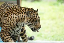 Head Jaguar