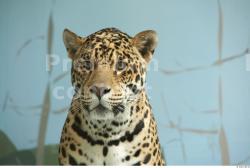 Head Jaguar