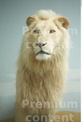 Upper Body Lion