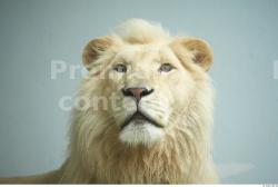 Head Lion