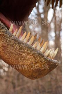 Thyranosaurus 0081