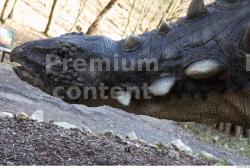 Head Dinosaurus-Sauropelta