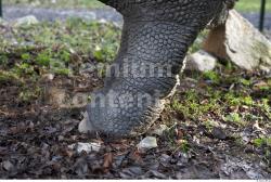 Foot Dinosaurus-Sauropelta