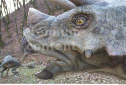Whole Body Head Dinosaurus-Triceratops Animal photo references