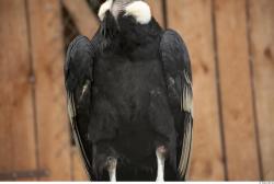 Chest Condor