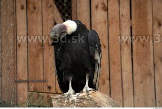 Condor