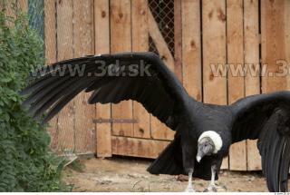 Condor