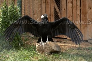 Condor