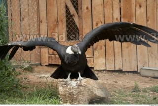 Condor