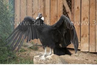 Condor