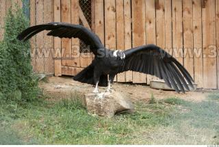 Condor