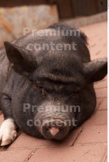 Minipig