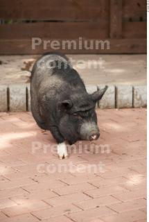 Minipig