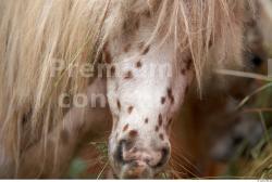 Nose Pony