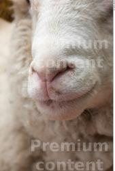 Nose Sheep