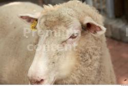 Head Sheep