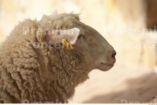 Sheep