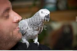 Whole Body Parrot