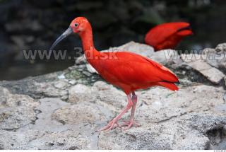 Bird # 3