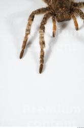 Leg Insect