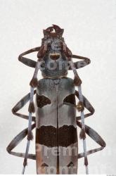 Upper Body Insect