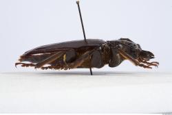 Whole Body Insect