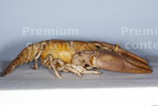 Crawfish 0025