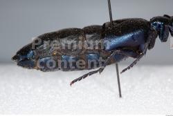 Beetles # 1