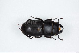 Beetles 0001