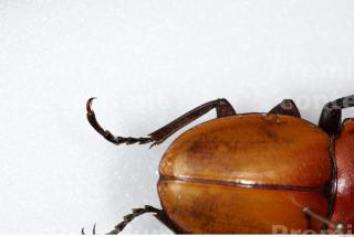 Beetles 0138