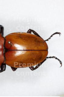 Beetles 0137