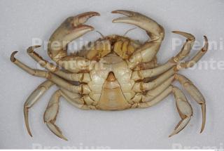Crab 0032