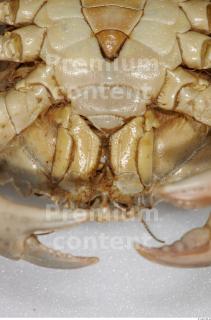 Crab 0038