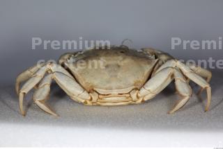 Crab 0025