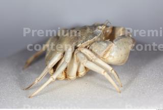 Crab 0028