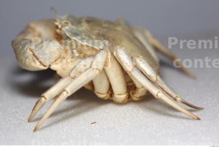 Crab 0021