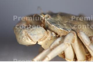 Crab 0022