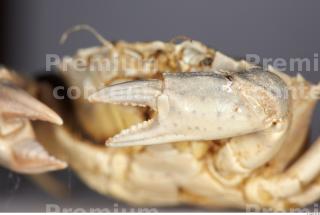 Crab 0015