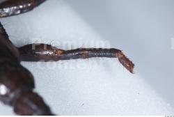 Leg Scorpion