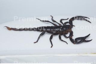 Scorpion 0027