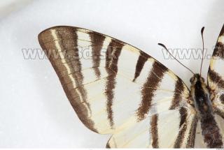 Butterfly 0004