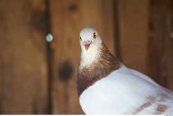 Upper Body Pigeon