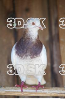 Pigeon 0010